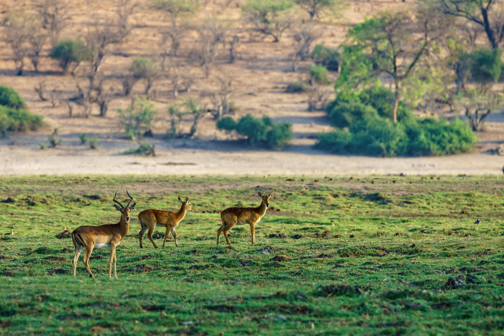 Sitamata Wildlife Sanctuary Rajasthan